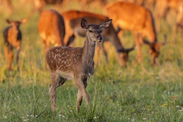 Juvenile red deer moving on pasture in golden hour