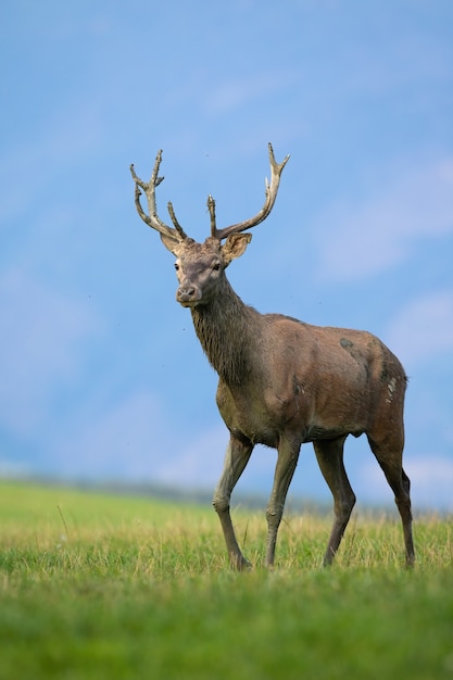 Juvenile red deer walking on meadow in autumn nature