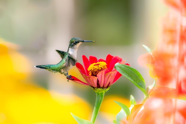 A juvenile ruby-throated humming bird feeding on a flower ontario canada