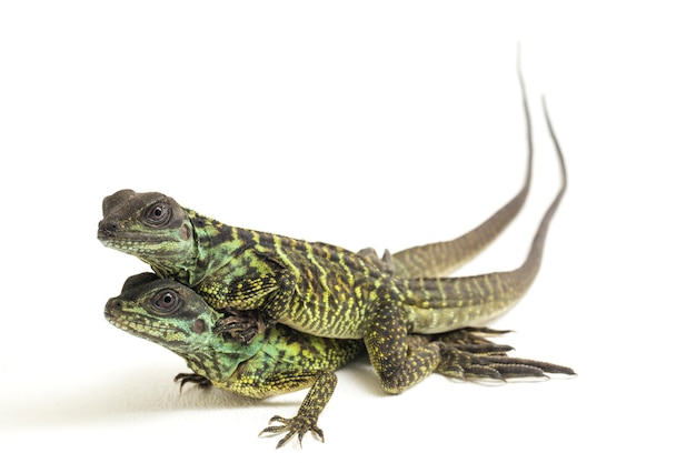 Juvenile Sailfin Dragon Lizard