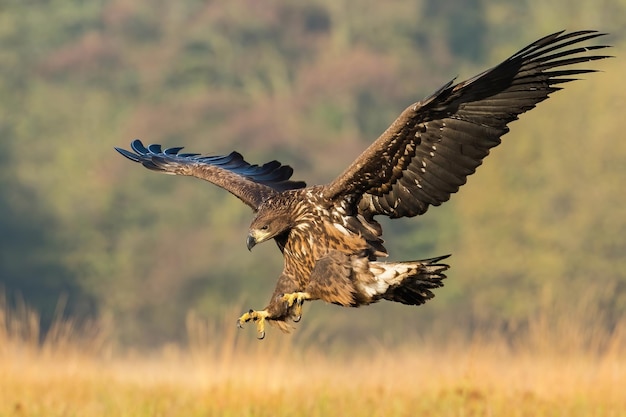 秋の自然の草原で飛行中の若い海鷹の狩り