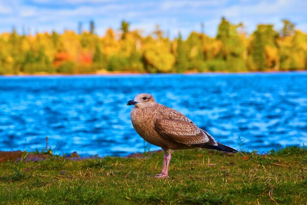 Foto piccolo gabbiano sul lago di autunno grass lake superior