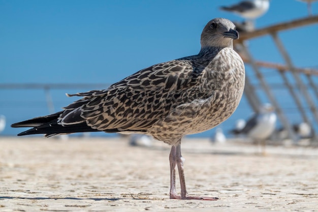 Juvenile seagull near the docks