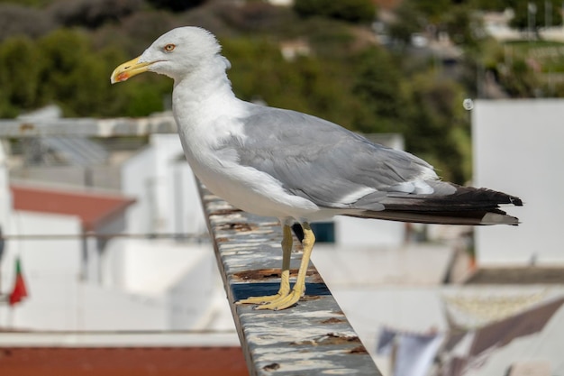 波止場近くのカモメの幼鳥