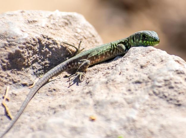 Juvenile Timon Pater North African Ocellated Lizard perching on a rock Aures Mountains Algeria