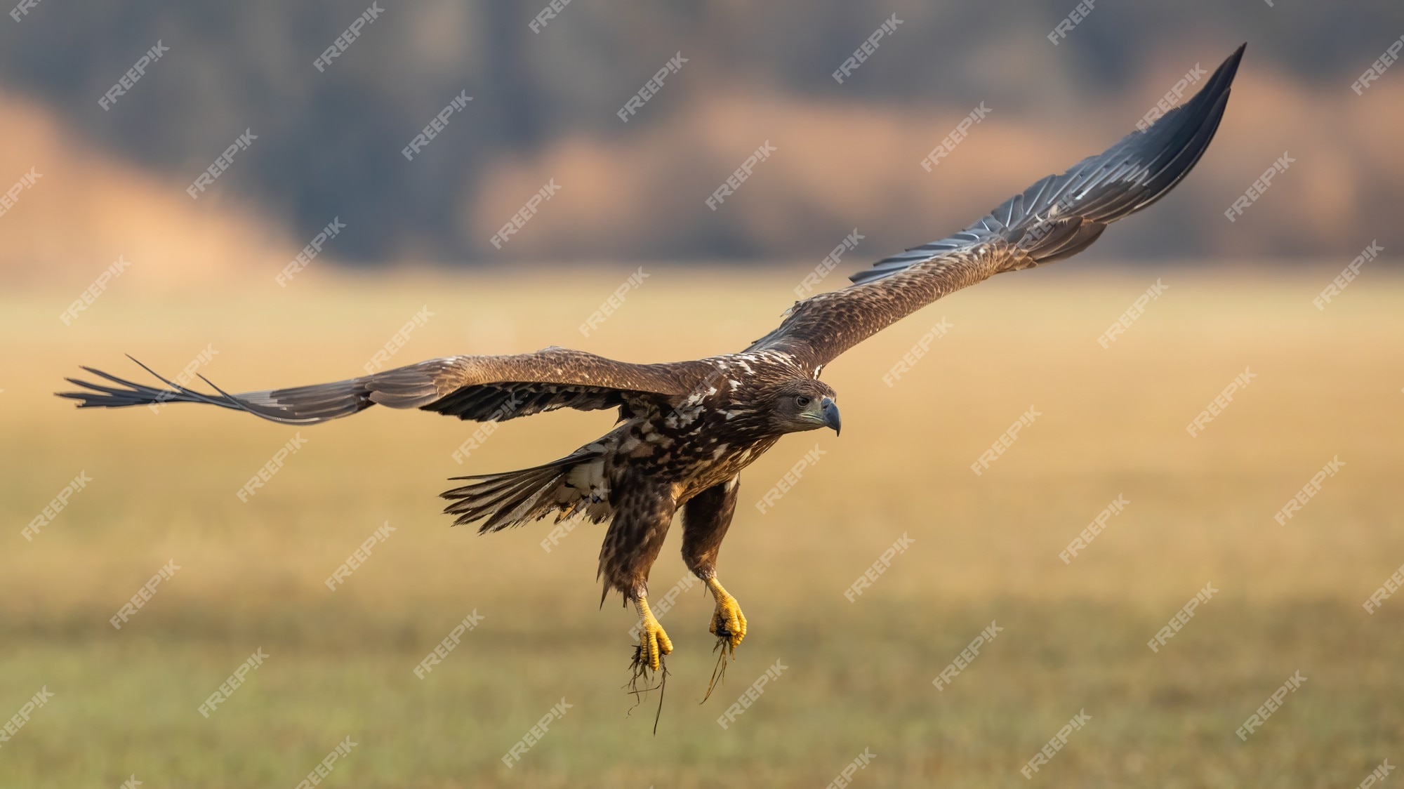 Birds of Prey on the Meadow with Autumn Forest in the Background