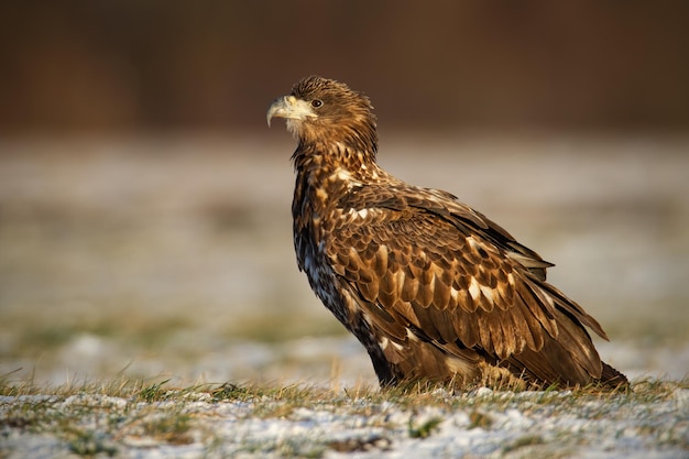 Juvenile whitetailed eagle haliaeetus albicilla in winter sitting on a snow