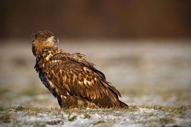 겨울에 어린 흰꼬리수리 haliaeetus albicilla가 눈 위에 앉아 있다