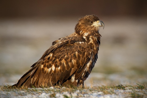 Juvenile whitetailed eagle haliaeetus albicilla in winter sitting on a snow