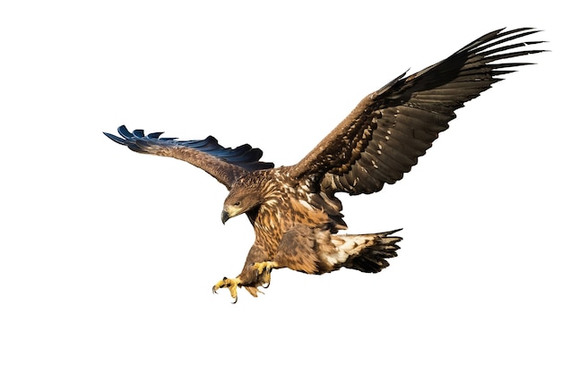 Juvenile whitetailed eagle landing isolated on white background