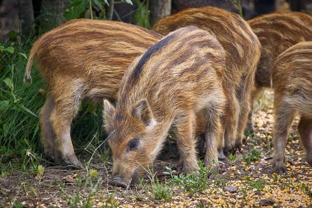 Juvenile wild hogs rooting in the forest