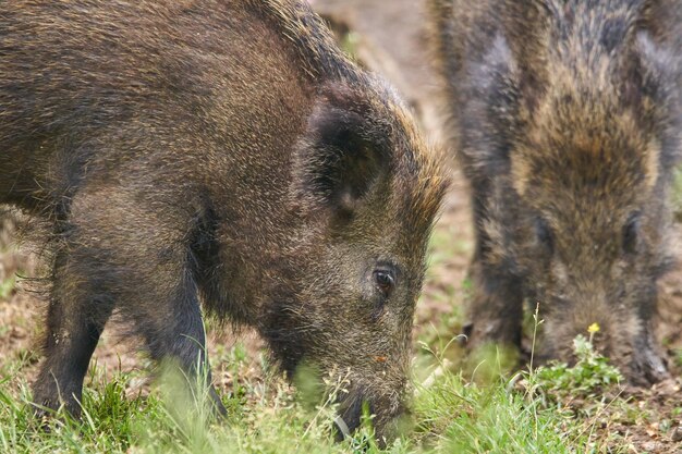 Juvenile wild hogs rooting, searching for food in the\
forest