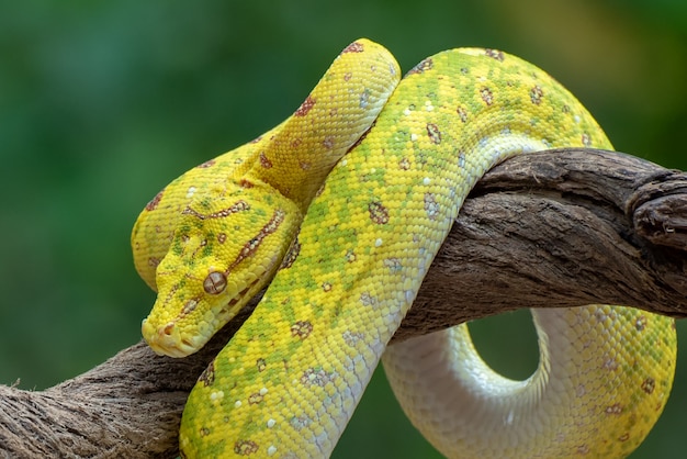 Juvenille groene boom phyton op boomtak