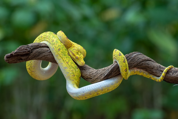 Juvenille groene boom phyton op boomtak