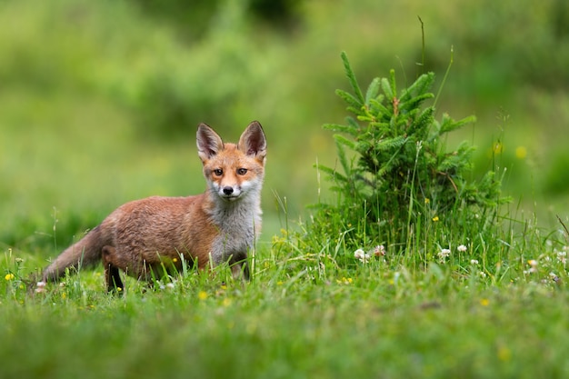 Juvenille red fox standing on meadow in spring nature