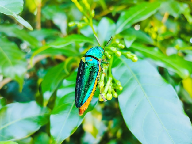 Juweelkever op groen blad