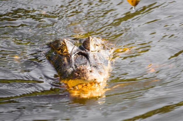 Foto kaaiman yacare in het braziliaanse wetland