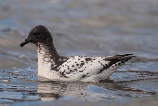 Kaap petrel zwemmen Antarctica Zuid