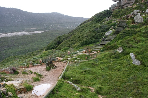 Kaaphoorn Zuid-Afrika