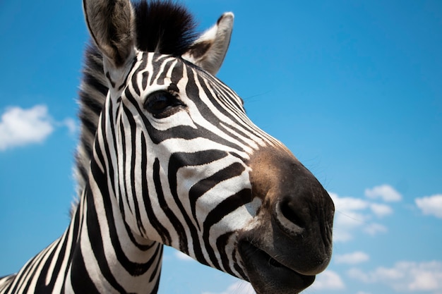 Kaapse bergzebra close-up tegen de hemel Equus zebra in natuurlijke habitat Zebra portret