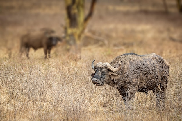 Kaapse buffels in Kenia Afrika