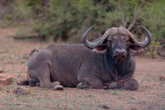 Kaapse buffels portret