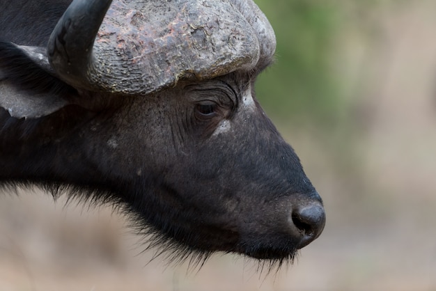 Foto kaapse buffels portret