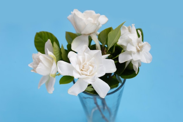 Kaapse jasmijn of tuin gardenia gerdenia bloem