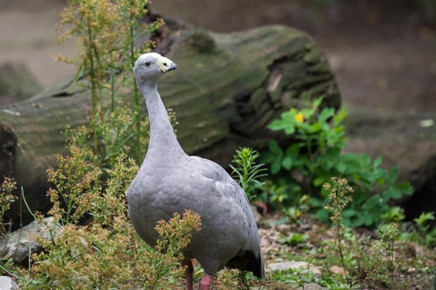 Kaapse onvruchtbare gans Cereopsis novaehollandiae