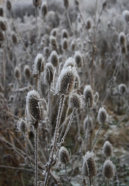 Kaardappel Dipsacus Fullonum droge planten. Vintage getinte afbeelding.