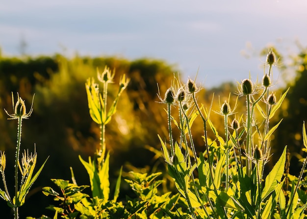 Kaardenbol planten in zonsonderganglicht Gouden uur in de natuur