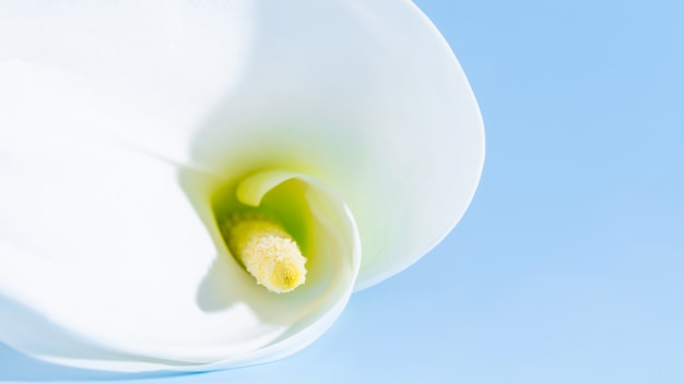 Foto kaart met calla lily-bloem op blauwe achtergrond