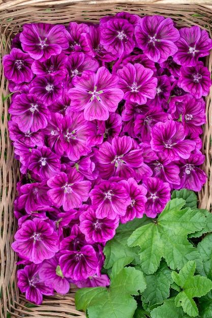 kaasjeskruidbloemen in een mand Eetbare bloemen met geneeskrachtige eigenschappen