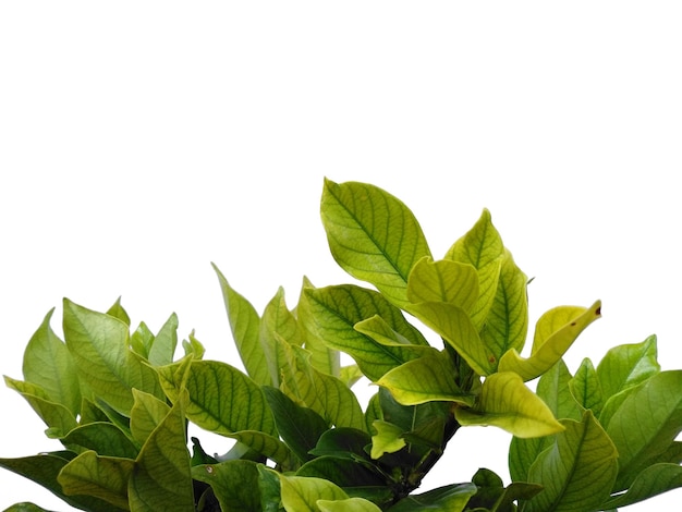 Kacapiring or Gardenia augusta or cape jasmine leaves isolated on white background