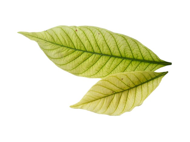 Kacapiring or Gardenia augusta or cape jasmine leaves isolated on white background