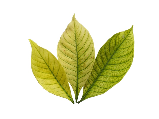 Kacapiring or Gardenia augusta or cape jasmine leaves isolated on white background