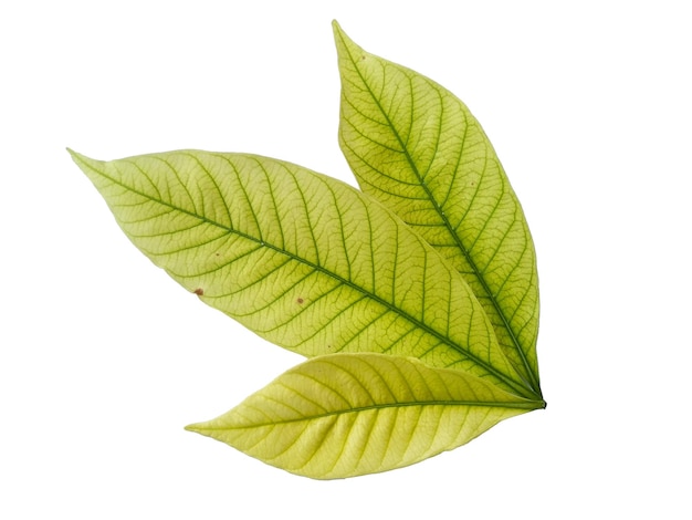 Kacapiring or Gardenia augusta or cape jasmine leaves isolated on white background