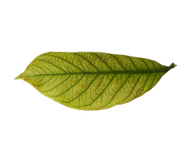 Kacapiring or Gardenia augusta or cape jasmine leaves isolated on white background