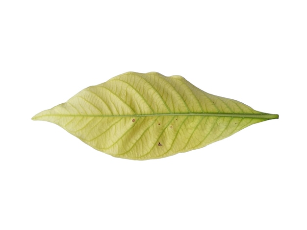 KacapiringまたはGardeniaaugustaまたはケープジャスミンの葉は白い背景で隔離
