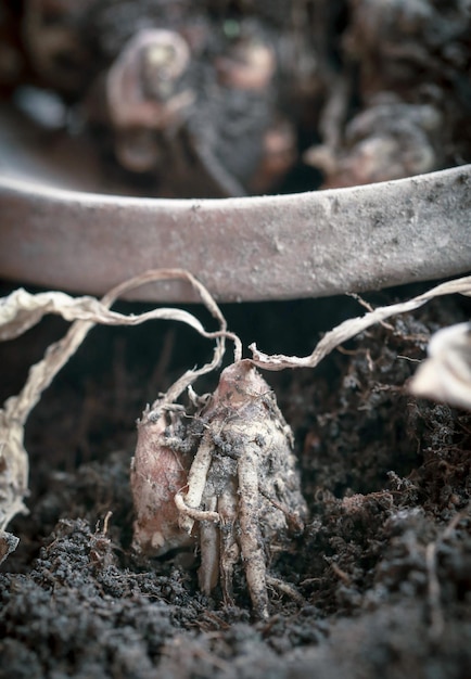 Photo kaempferia galanga known as aromatic ginger in soil