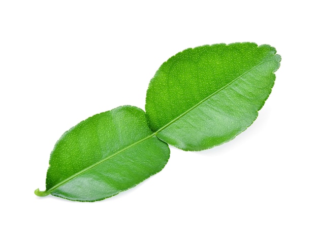 Kaffir lime leaf isolated on white background