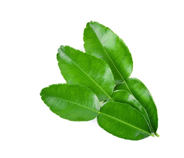 Kaffir lime leaf isolated on white background