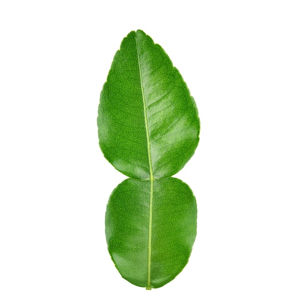 Kaffir lime leaf isolated on white background