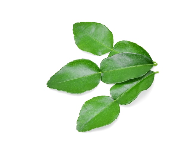 Kaffir lime leaf isolated on white