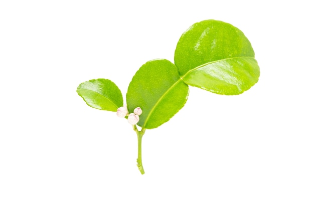 Kaffir lime leaves in isolated with clipping path.