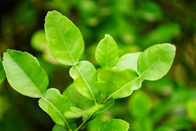 Kaffirkalkbladeren op het blad van boombergamot