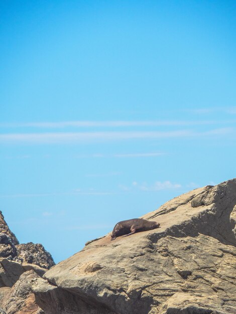 Kaikoura new zealand