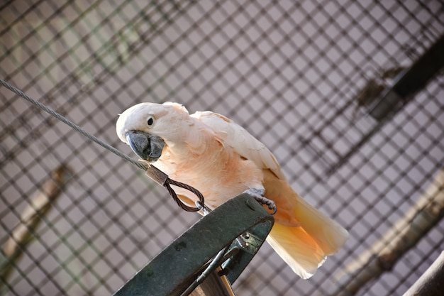 Kakadu in de dierentuin op een tak