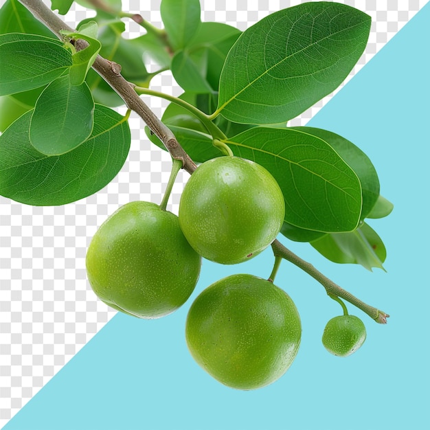 Photo kakadu plum transparent background isolated image generative ai