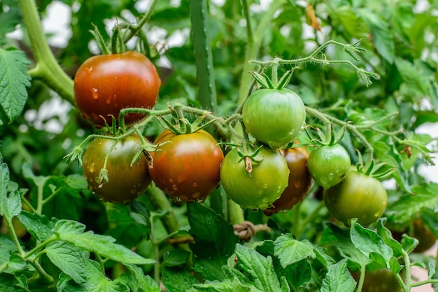 Kakao F1 TOMATO HYBRID Ronde vruchten rijpen tot donkerbruin met groene kraag Waterdruppels